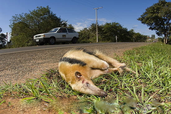 4 Differences Between Aardvarks And Anteaters