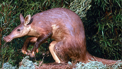 Once aardvarks grow up and stop looking like total aliens, they dig holes in The Scrubs. The Scrubs are little areas where there are thickets of evergreens.