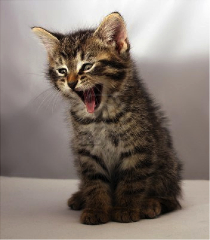 This kitten just looked at what you want him to eat for dinner and is not pleased. He's told you he's a vegetarian TEN MILLION TIMES!!
