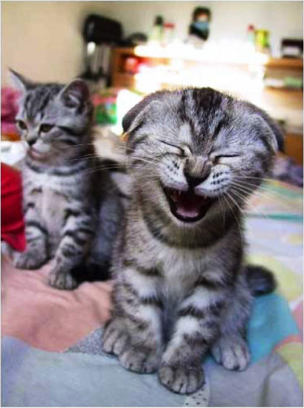 This kitten is upset because it's April and she just wants it to be warm already.