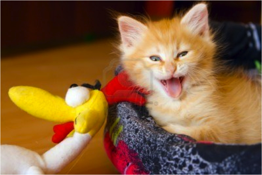 This kitten meant to take a twenty minute nap and just woke up after an hour and a half of sleeping.