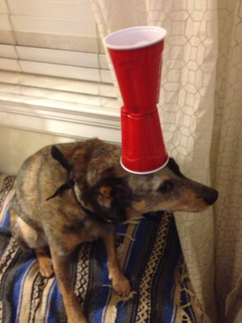 A stack of cups, "awkwardly balanced Dr. Seuss style."