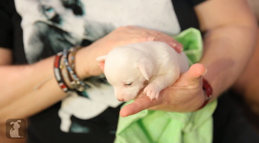 They'll be big dogs only months down the road, but at 14 days, they fit right in your hand.