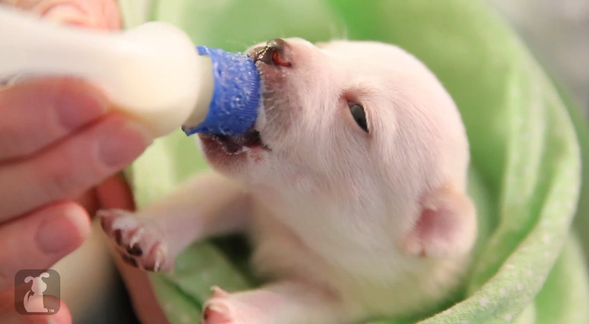 These pups haven't had their eyes open for very long, but you can bet they know food when they see it!