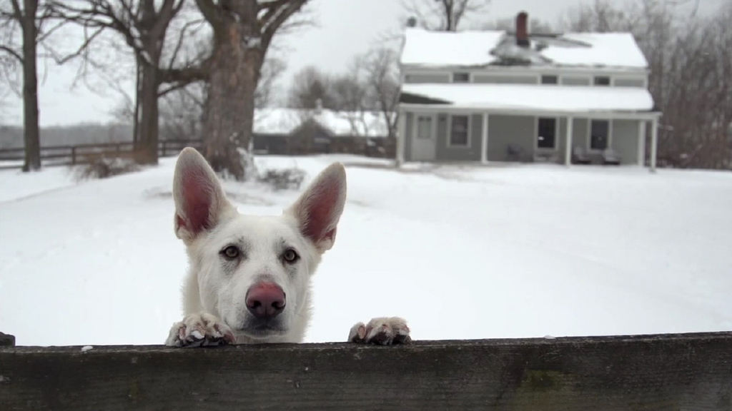 Boo the White German Shepherd