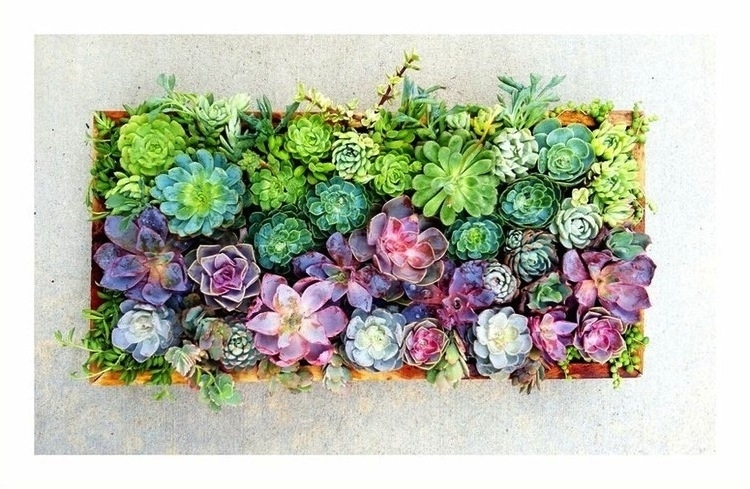 32 reasons succulents are the best plants ever 32 reasons succulents are the best plants ever