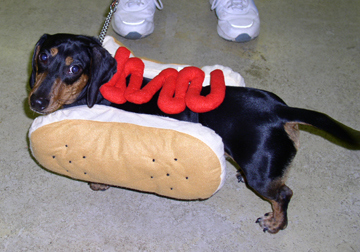 15 Dachshunds Dressed As Hot Dogs