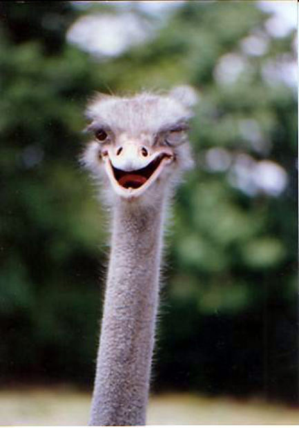Winking ostrich that has a crush on you