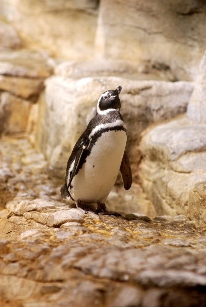 Penguin