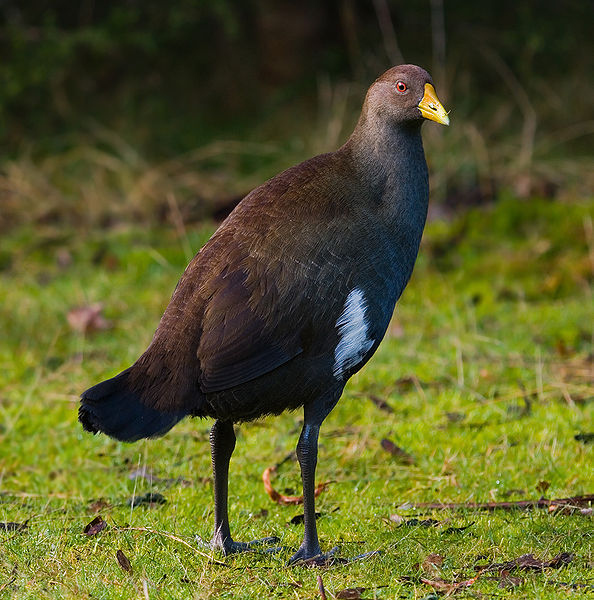 Tasmanian Nativehen