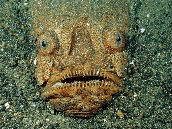 The stargazer fish lurks in the sand, eats anything that floats near enough, and will shoot 50 volts into you if you tread on its face.