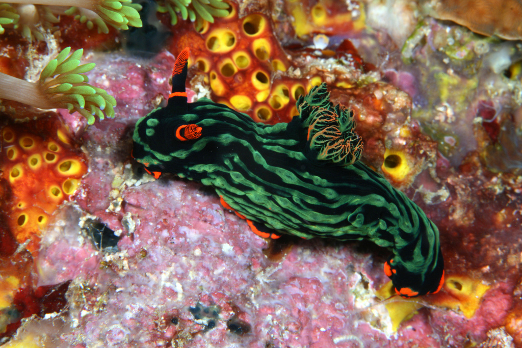 The variable neon slug is found in the Indo-West Pacific, and likes to party with the panther chameleon.