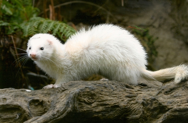 ferret poodle