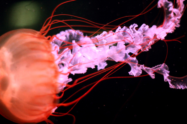 50 Stunning Jellyfishscapes