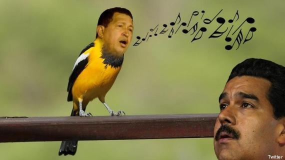 Maduro first claimed that Chavez revealed to him in the form of a small, yellow bird. "I felt him there giving us his blessing, telling us:' today the battle begins. Go to the victory. You have our blessings'. That's how I felt it from my soul", stated Maduro. After that, Maduro claimed that Chavez helped with the election of Pope Francis, and he might even called for a referendum in the skies. Capriles called Maduro a "toripollo", or bull-chicken, as in someone with the body of a bull and the mind of a chicken.