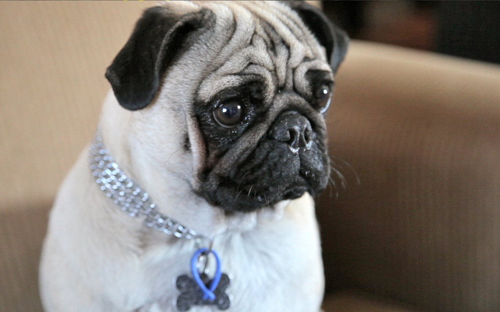 Pablo casts a discerning eye...