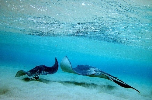 How many sea creatures (okay besides dolphins and seals and walruses) do you know that can high-five!?