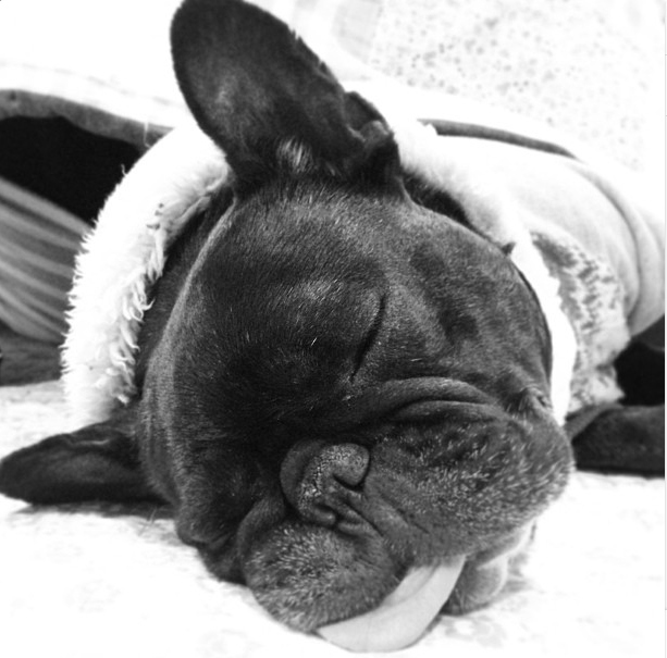 12 French Bulldogs You Need To Be Following On Instagram