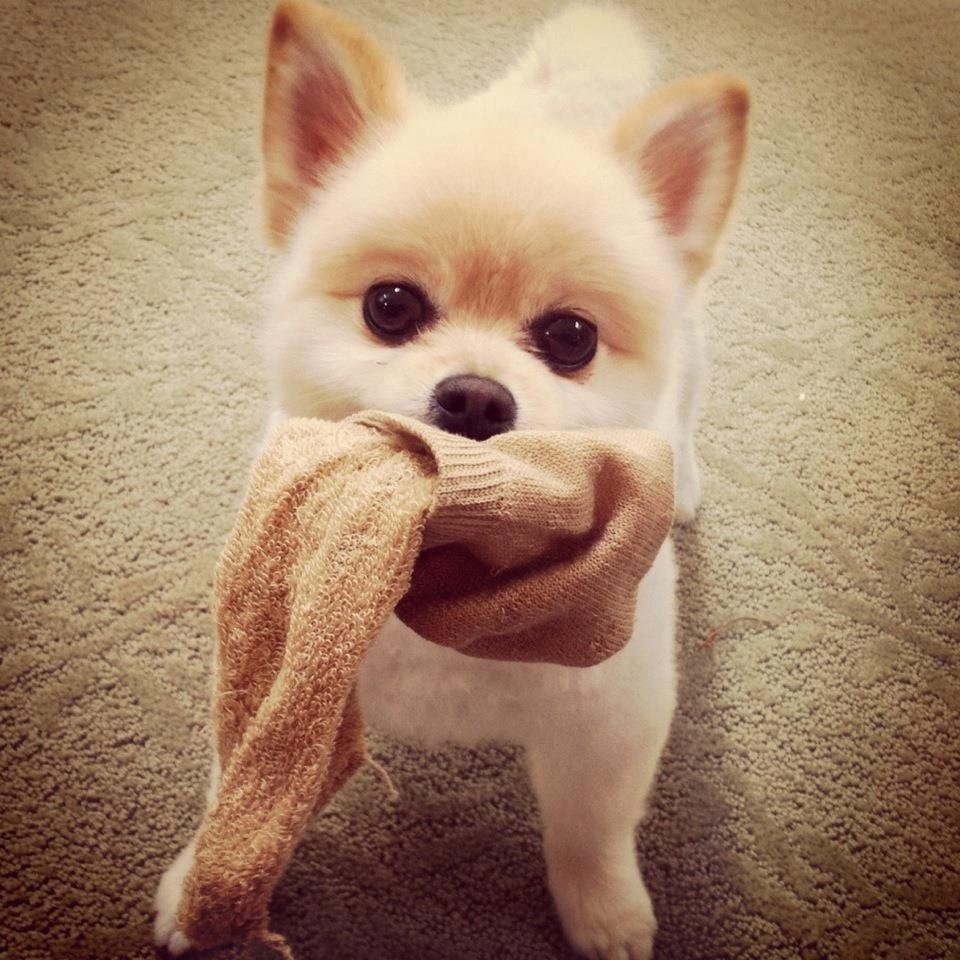 always his sock!