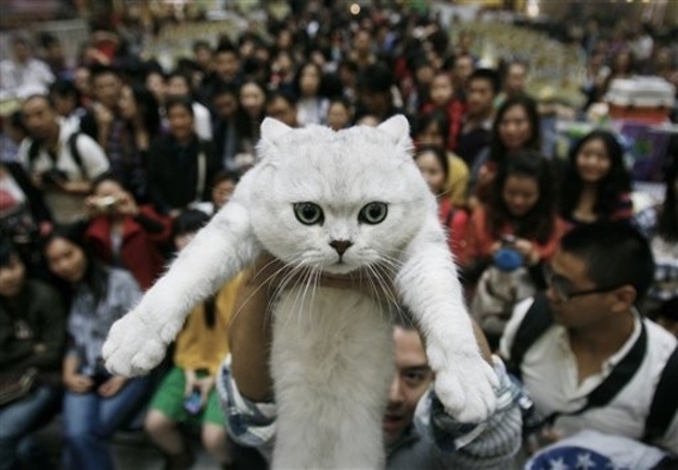 Cats like these make you hope they get dropped.