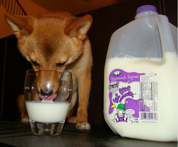 If there were literally a land of "milk and honey," it would be a gassy one. Milk has always been a silent killer. Often your body is not breaking down the lactose and it sits in your system fermenting and causing gas. Next time you see the milk man... RUN! He might as well be called the gas man.