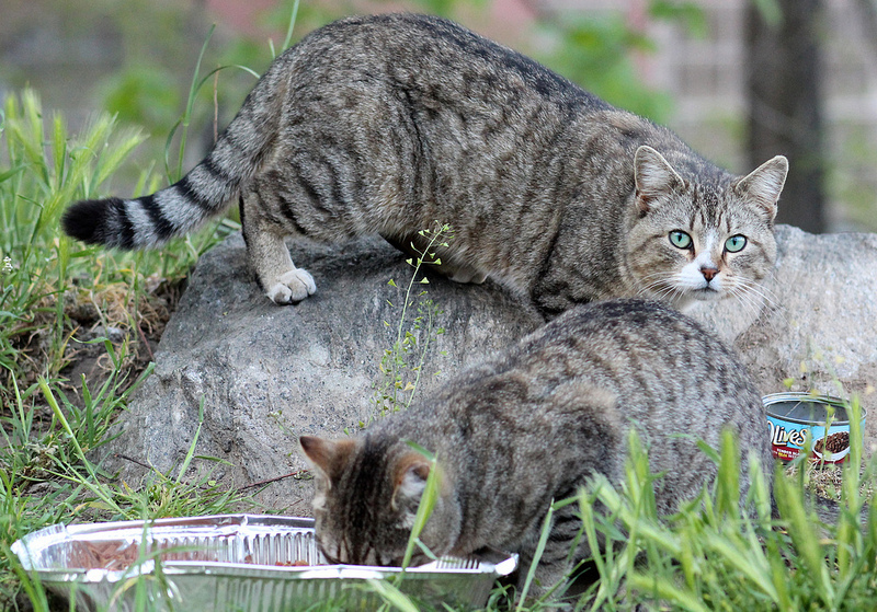 Two feral cats in Morningside Park.