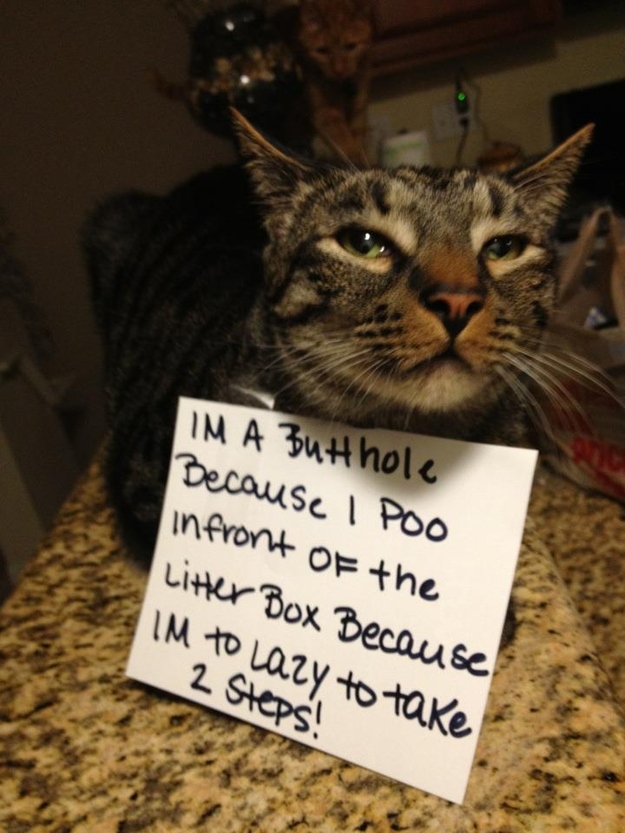 Image result for Cat shaming