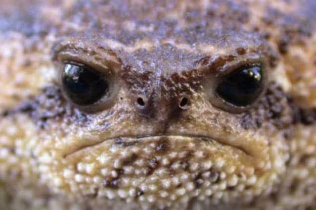 20 Rain Frogs That Have Had It With This Week