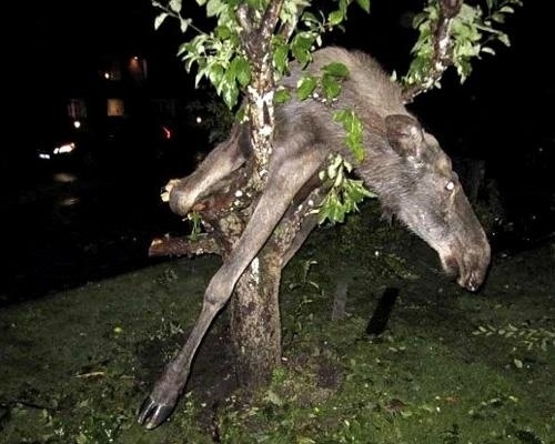 Let this be a lesson to other moose--never eat fermented apples. This guilty moose got caught up in a tree for its crime, and eventually freed, but talk about being stuck under the influence!