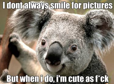 10 Best Australian Animal Memes