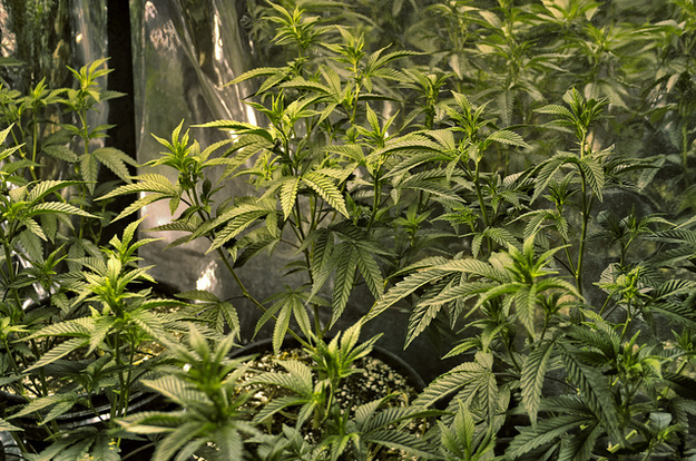 Middle-aged couple Michael Foster and Susan Cooper surprised everyone in 2012 when it was discovered they had been growing and selling hundreds of pounds of cannabis in their Lincolnshire farmhouse, then flying to a Kenyan village to donate much of their profit to help the locals.
