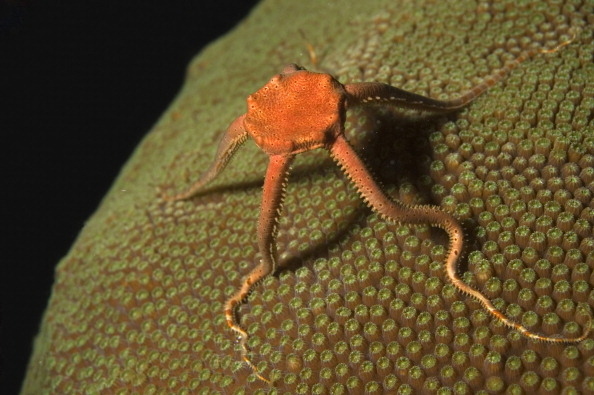 Brittle stars have a mouth that also serves as an anus. We will move on.