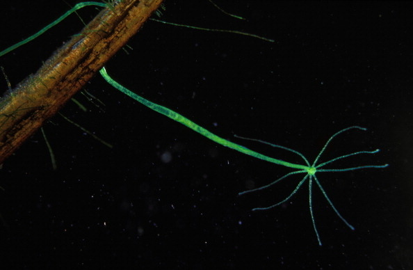 Hydra reproduce asexually, and scientists are obsessed with them because they have regenerative qualities that indicate they do not die of old age. So stay tuned for their global domination.