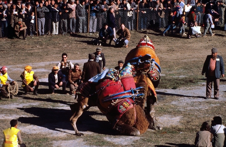 Camel wrestling is probably the least complicated tradition on this list—it's a couple of camels in a ring, wrestling each other. There's considerably less blood than bullfighting, though quite a lot more saliva.