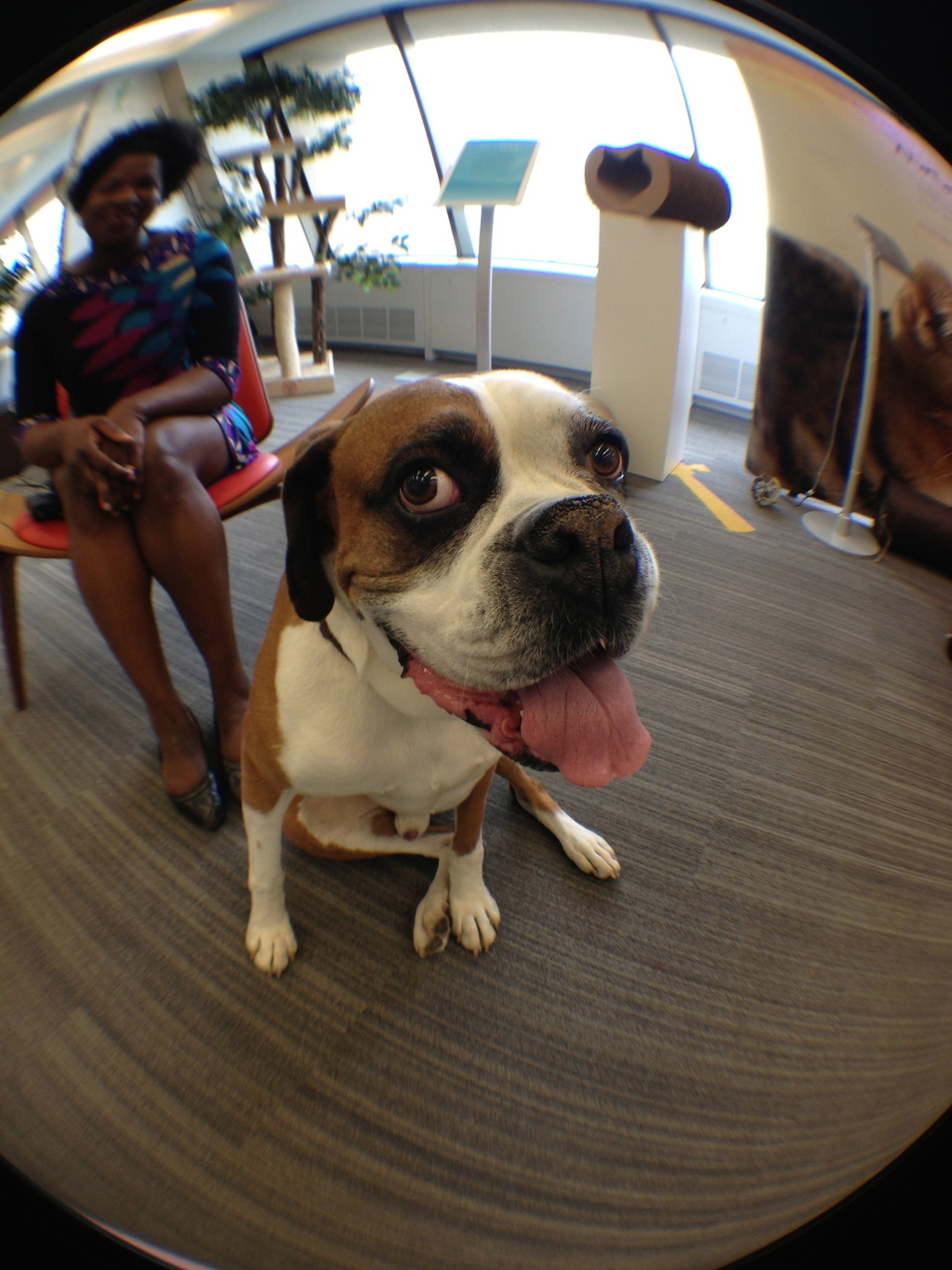 Many people know that places like Google and YouTube operate super-pet-friendly workspaces (Tumblr even has its own office dog!)—not to mention Purina, obviously—but did you know that a growing number of American offices have begun encouraging people to bring their pets in? (1/10 already allow dogs.) Considering that pets lower stress and increase social interaction, it should probably be illegal NOT to bring your pets to work.Think your office is ready to be pet-friendly? Find a full list of how-to at www.petsatwork.com!
