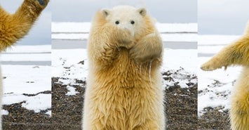 新発見 動物は首がなくなると ゆるキャラ になる