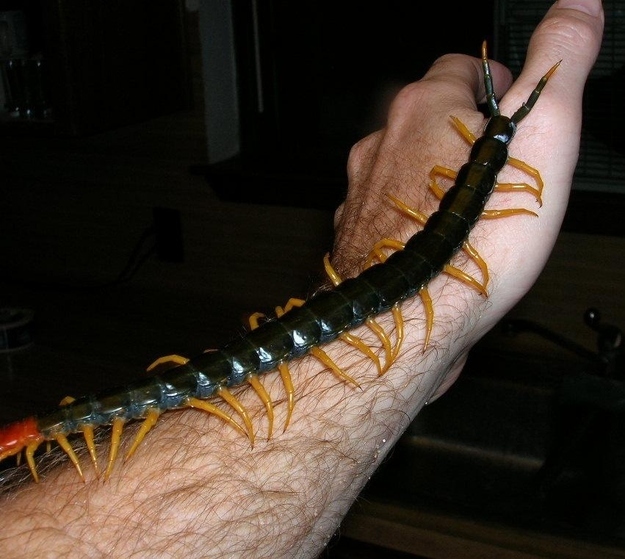 Shoe shopping is very expensive for centipedes.