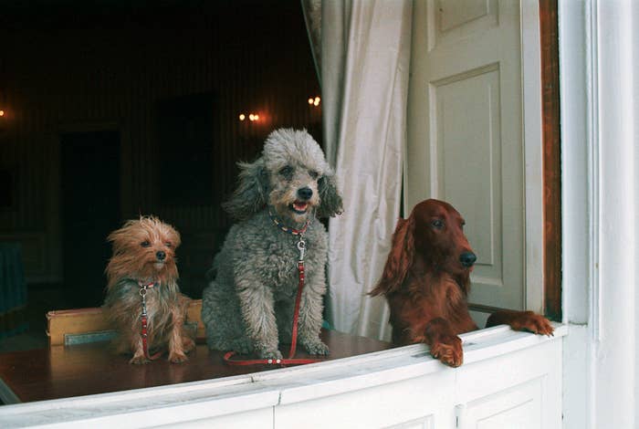 The 42 Best Photos Ever Taken Of White House Pets