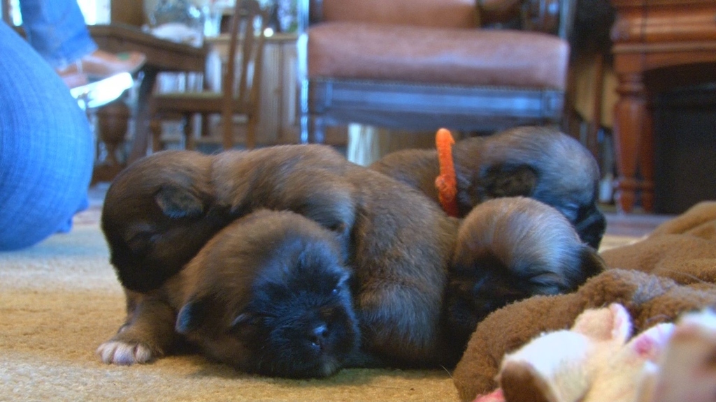 They don't have names yet, they just go by the color of their collars.