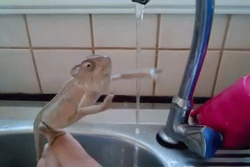 PourquoiCar après avoir ouvert cette armoire avec vos doigts graisseux, vous êtes allé-e les rincer dans l'évier. Et pour ouvrir l'eau, vous avez touché la poignée du robinet...CommentJ'espère qu'à ce stade, vous avez compris comment faire. Je ne voulais simplement pas que vous oubliiez de nettoyer là aussi.