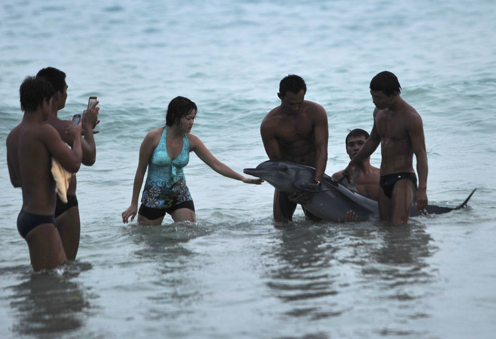 Tourists take pictures with an injured, stranded dolphin at a beach in Sanya, Hainan province, June 16, 2013. Before animal rescuers arrived the dolphin was raised in and out of the water for tourists to have pictures taken with it, the animal died soon after, reported local media. Local wildlife experts blasted the tourists for "hampering the efforts of people trying to save the mammal." (Reuters/Stringer)