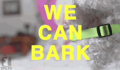 Maltey Cyrus is a Maltipoo who may just be 2013's Corgi Rae Jepsen. This optimistic positive doggie-centric spin on Miley's forcibly controversial new video, will make you "aww" in joy for all things adorably internety.