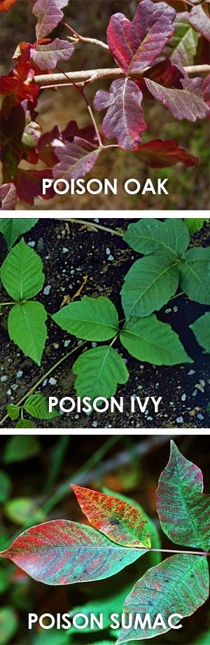 Familiarize yourself with what the poisonous plants look like.