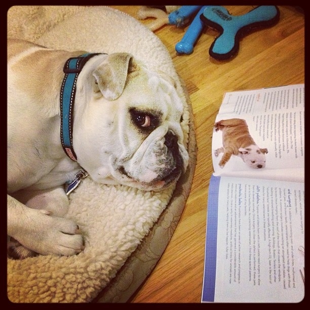 Kiba loves to read, especially about other bullies.