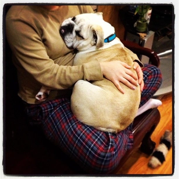 Even when he doesn't quite fit on laps anymore, he's insistent that he's not as big as he looks.