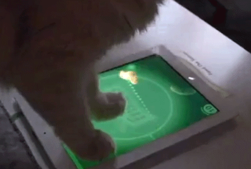 Cat Using Pos Gif 9 Toys You And Your Cat Can Both Enjoy