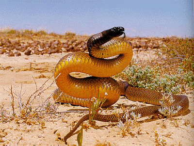 The most venomous Snake on Earth the Inland Tipan lives Down under