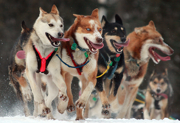The National Park Service recently hired someone to manage an Alaskan sled dog kennel. The job required training up to 30 dogs for long-distance sledding.