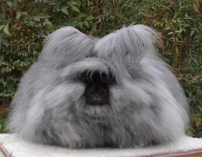 Like its celebrity look-a-like, the English Angora is very high maintenance. Its thick and abundant wool needs to be groomed at least twice a week.