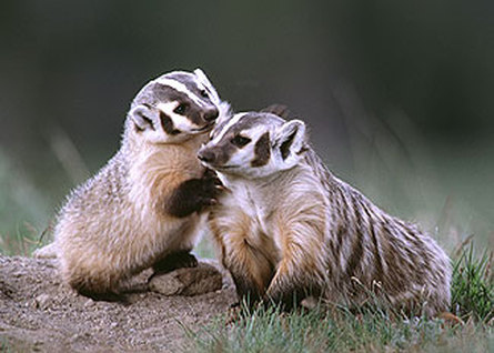 Like their celebrity look-a-likes, American Badgers are easy to spot due to their thick expensive fur coats.
